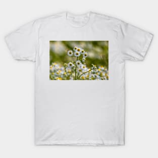 Wild Chamomile T-Shirt